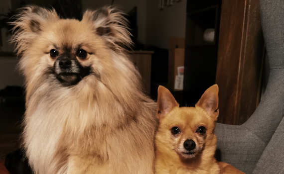 Foto von Duque & Flöhchen