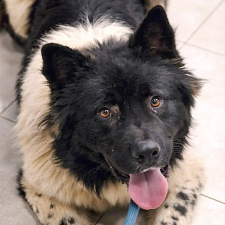 Foto von Jax