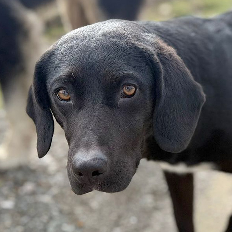 Foto von Lakritz