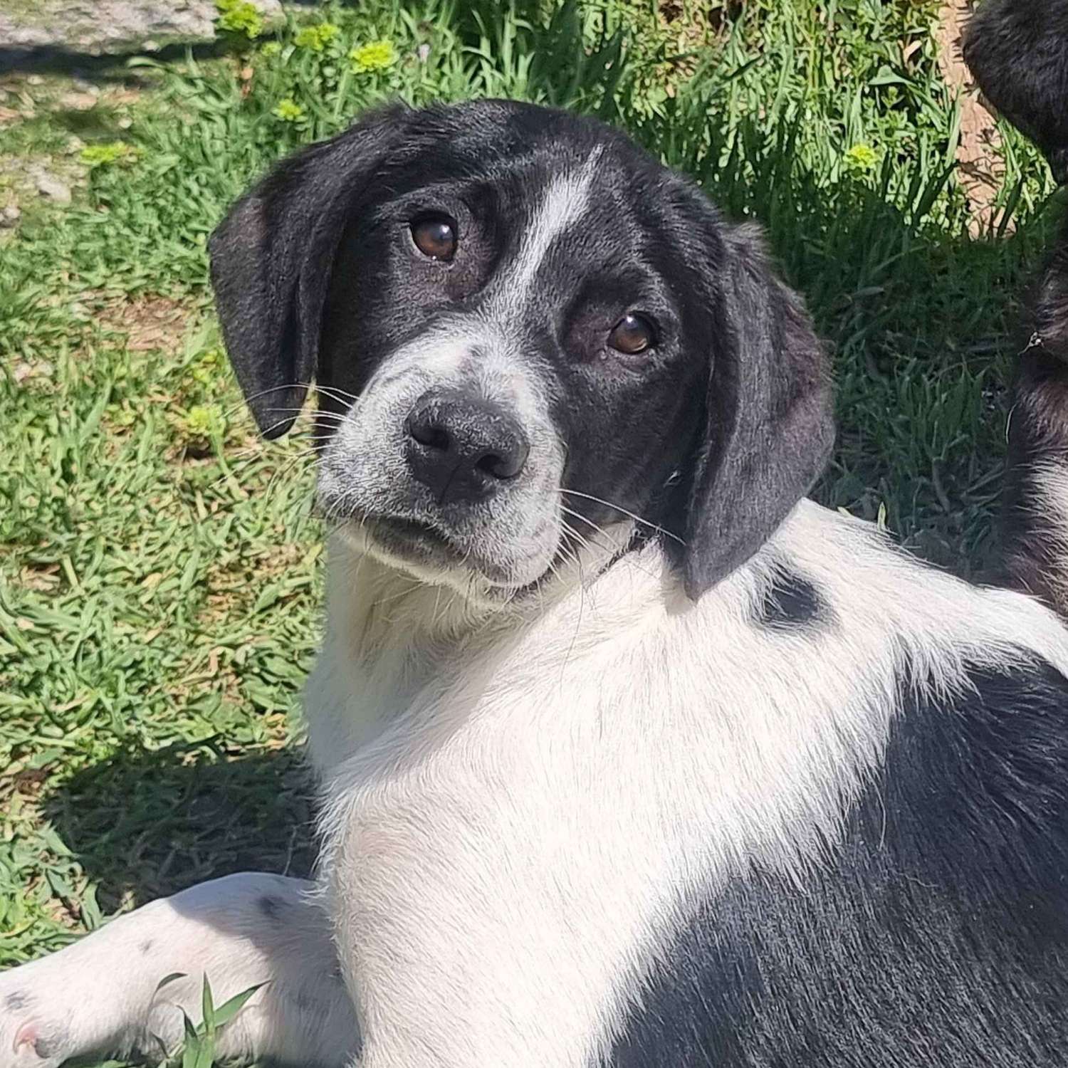 Foto von Porthos