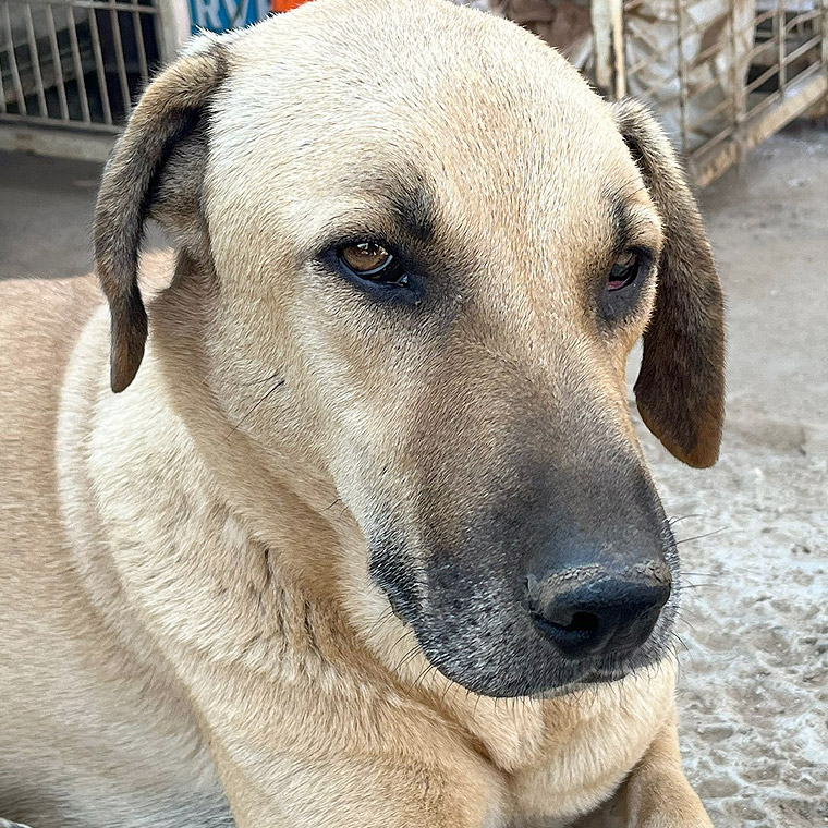 Foto von Rusty