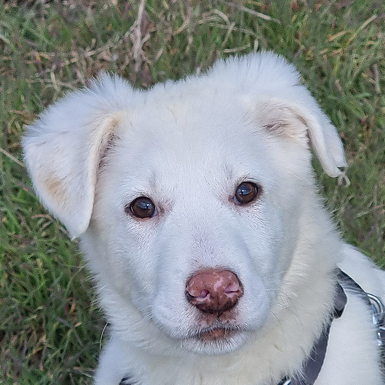 Foto von Safira